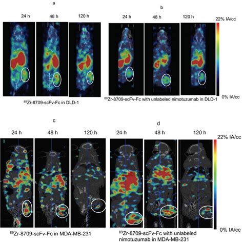 MicroPET imaging of ⁸⁹Zr 8709 scFv Fc domain II binder in CD 1 nude