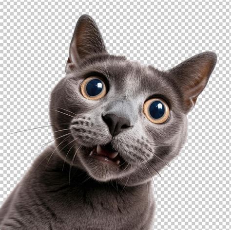 Premium Psd Curious Russian Cat Isolated On A Transparent Background Png