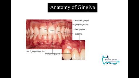 Anatomy Of Gingivaoral Mucosaperiodontal Tissueterminologiesdr