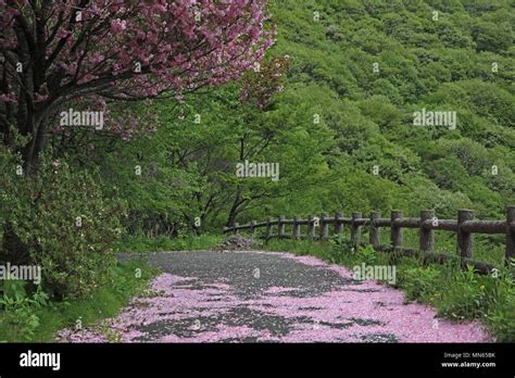 Sakura blossom at Akita, Japan Stock Photo - Alamy