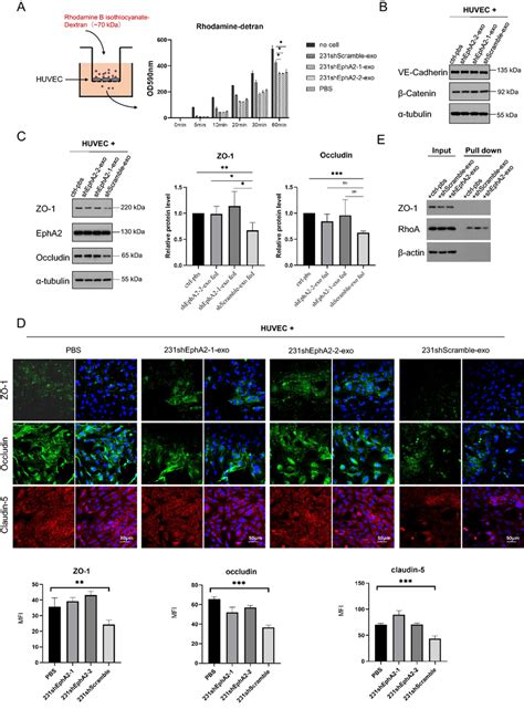 Exosomal Epha Damage The Barrier Function Of Endothelial Monolayer By