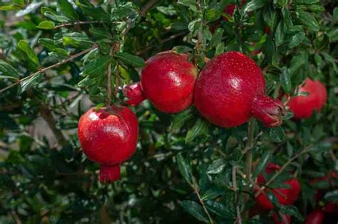 Red Silk Pomegranate Edusvetgobgt