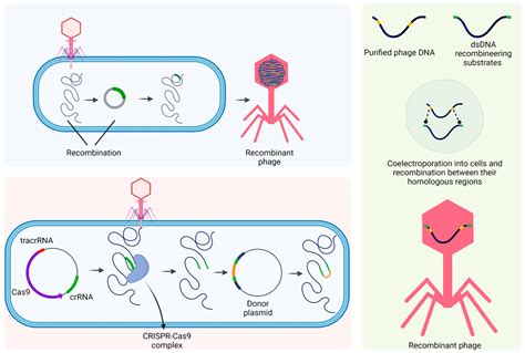 Bacteriophages As Biotechnological Tools