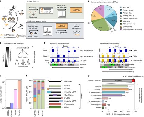 Thousands Of NuORFs From Ribo Seq Are Translated And Contribute