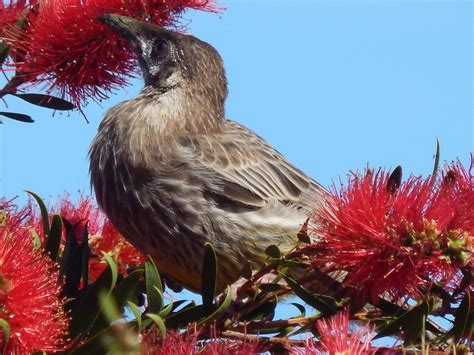 Red Wattle Bird Melbourne Airport Jean Rogers Flickr