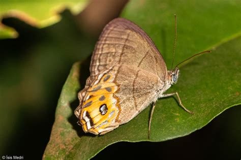 Splendeuptychia Libitina Inaturalist