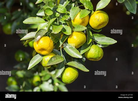 Ponkan tree: Twig with some leaves and ponkan fruit Stock Photo - Alamy