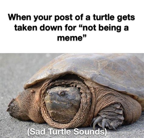 But..... a turtle..... : r/memes