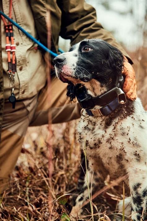 Gentleman Bobwhite Hunting Dogs Gentleman Dogs