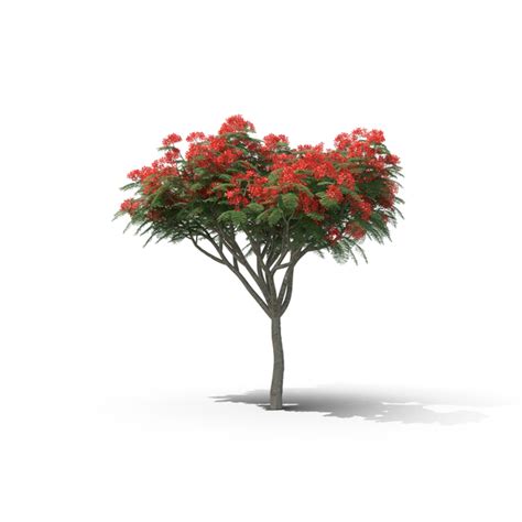 Royal Poinciana Tree PNG Images & PSDs for Download | PixelSquid ...