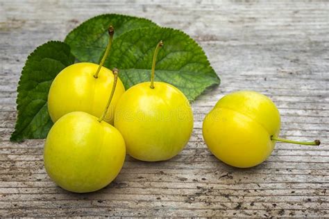 Yellow Cherry Plum Prunus Cerasifera Stock Photo Image Of Tree