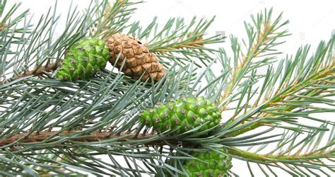 scotch-pine-cones-branch-pinecone-tree