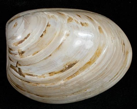 2" Wide Polished Fossil Clam - Jurassic (#12079) For Sale - FossilEra.com