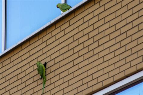 Gaten In Gevel Door Halsbandparkieten Bouwwereld Nl