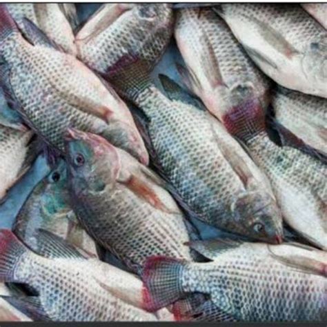 Jual Ikan Mujaer 1kg Shopee Indonesia