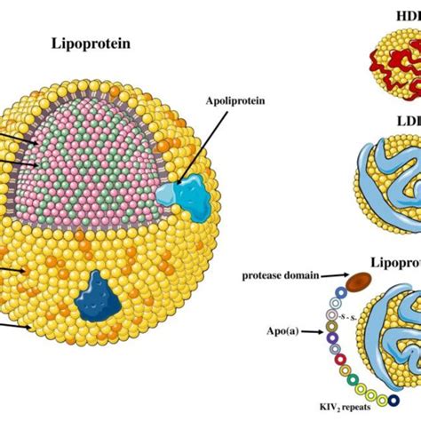 Structure Of Lipoprotein A And Plasminogen Human Lp A Consists Of An