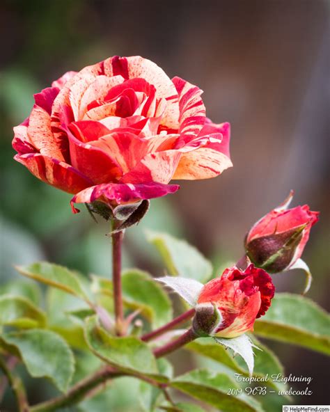 Tropical Lightning Rose