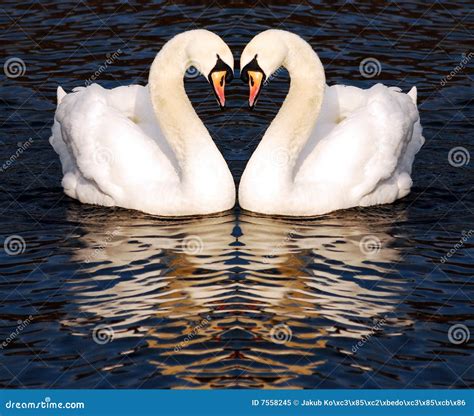 Swans In Love Stock Image Image Of Love Bird Nature 7558245