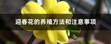 迎春花的养殖方法和注意事项 花百科