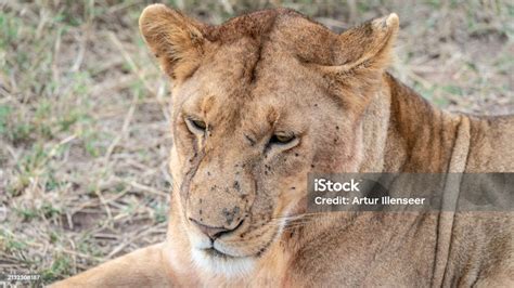 Closeup Of Lioness Face With Scars And Flys Visible At Serengeti