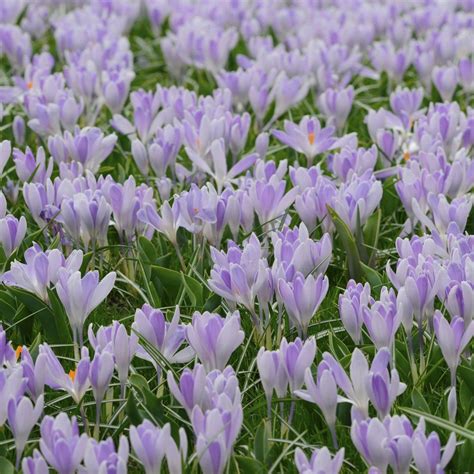 Der Krokus Crocus Vernus Vanguard Wurde Von Der Royal Horticultural