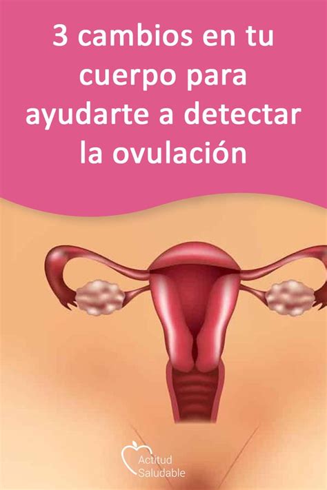 3 Cambios En Tu Cuerpo Para Ayudarte A Detectar La Ovulación Alimentos Para La Fertilidad