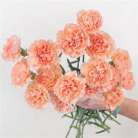 Peach Carnations | Bulk Fresh DIY Wedding Flowers | Flower Moxie | Diy wedding flowers ...