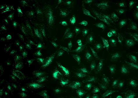 八大细胞器的选择性标记探针总结 西安百萤生物科技有限公司