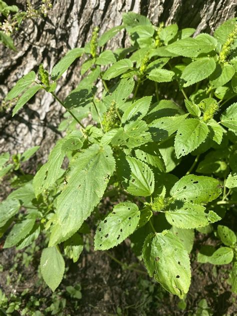 Hophornbeam Copperleaf From Fort Worth Botanic Garden Fort Worth Tx Us On September 09 2022