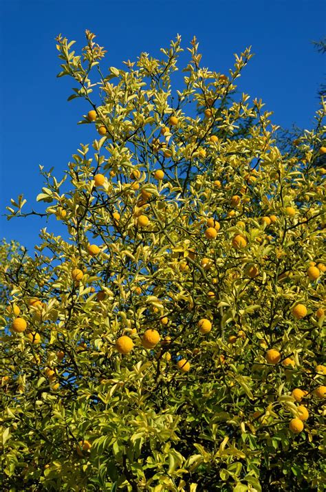 Bitterorange, Dreiblättrige Orange - Poncirus trifoliata günstig kaufen