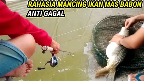 Rahasia Trik Mancing Ikan Mas Babon Anti Gagal Galapung Youtube