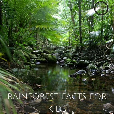 rainforest facts tropical rainforest kccr