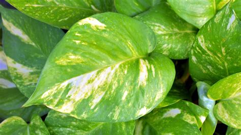 Pothos Plant Benefits, Varieties and Complete Plant Care