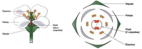 Cours La Reproduction Sexu E Des Angiospermes Partie Alloschool