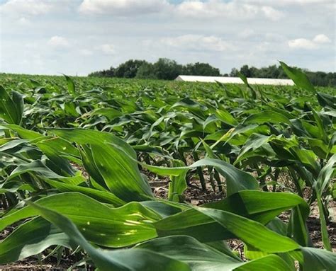 Minnesota Crop Condition Ratings Remain High Brownfield Ag News