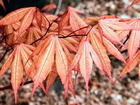 Buy Acer Palmatum Amber Ghost Japanese Maple Conifer Kingdom