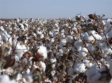 Large Seed Supply Anticipated For Cotton With New Technology AgriLife