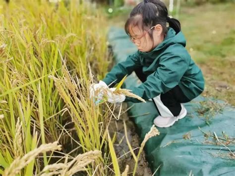 水稻收割、编稻草人，来季高兔窝窝赴一场趣味农学体验！