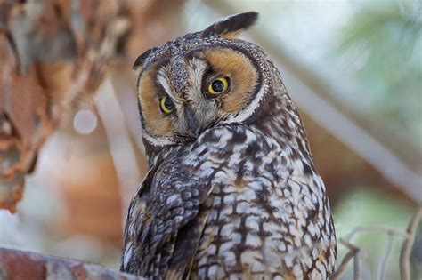 THE LONG-EARED OWL