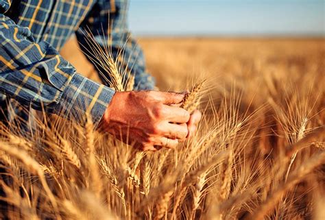 Enquanto Guerra Gera Incerteza Sobre Oferta Global De Trigo Brasil