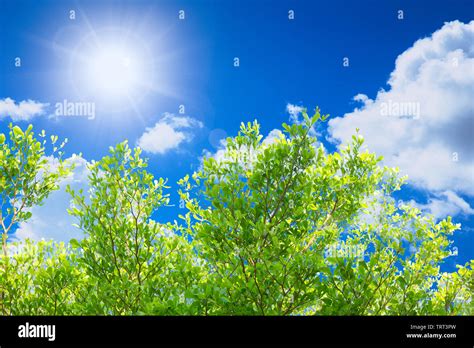 Green tree nature against beautiful blue sky cloud sunny day for good ...