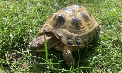 Horsefield Tortoise Bridlington Animal Park