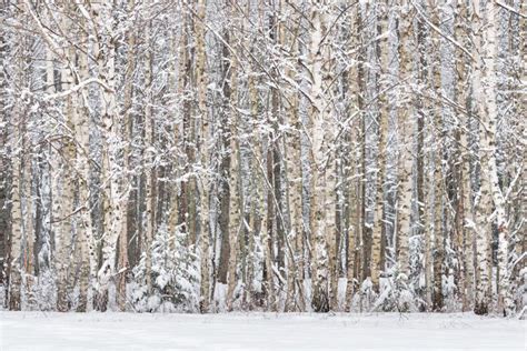 Bouleau En Hiver Branches De Bouleau Glac Photo Stock Image Du