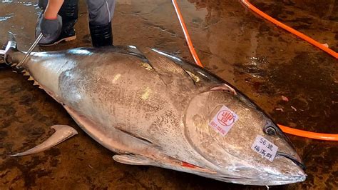 How To Perfectly Cut A Giant Bluefin Tuna Over 350 Kg YouTube