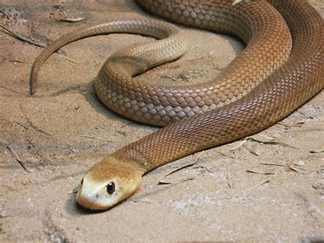 Animali Buffi e Divertenti il serpente più velenoso del mondo il Taipan