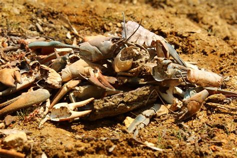 Crayfish Shells Flickr Photo Sharing