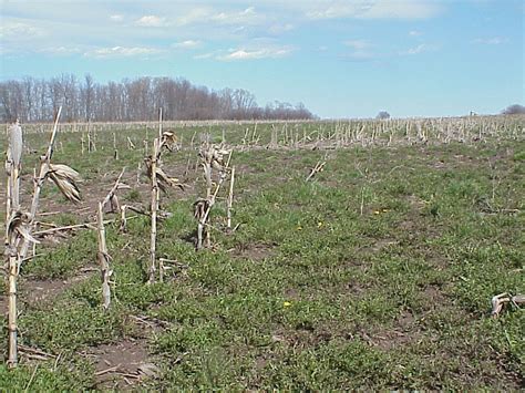 Burndown Specs For No Till Soybeans Plantdoc