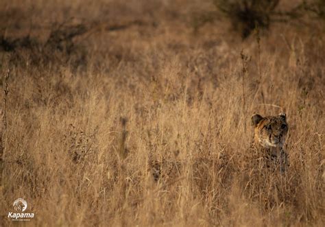 Cats and Their Camouflage | Kapama Blog