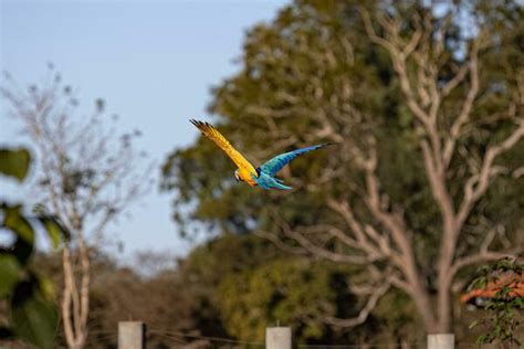 Flying Macaw Stock Photos, Images and Backgrounds for Free Download