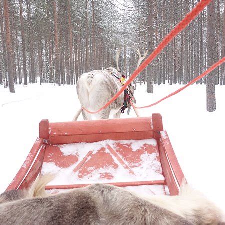 Santa Claus Reindeer (Rovaniemi) - 2019 All You Need to Know BEFORE You ...